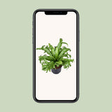Asplenium Nidus Crissie - Ø23cm - ↕55cm - GREEN OASIS - SHOP Plantes vertes originales livrées à votre domicile