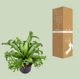 Asplenium Nidus Crissie - Ø23cm - ↕55cm - GREEN OASIS - SHOP Plantes vertes originales livrées à votre domicile