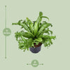 Asplenium Nidus Crissie - Ø23cm - ↕55cm - GREEN OASIS - SHOP