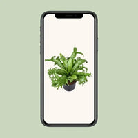 Asplenium Nidus Crissie - Ø23cm - ↕55cm - GREEN OASIS - SHOP