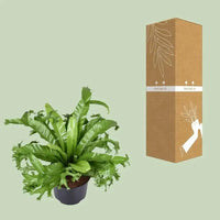 Asplenium Nidus Crissie - Ø23cm - ↕55cm - GREEN OASIS - SHOP