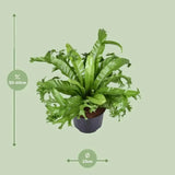Asplenium Nidus Crissie - Ø23cm - ↕55cm - GREEN OASIS - SHOP