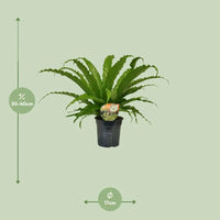 Asplenium Osaka - Ø17cm - ↕40cm Everspring
