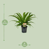 Asplenium Osaka - Ø17cm - ↕40cm Everspring