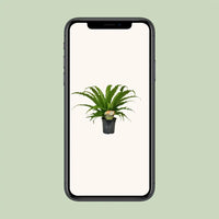 Asplenium Osaka - Ø17cm - ↕40cm Everspring