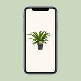 Asplenium Osaka - Ø17cm - ↕40cm Everspring