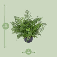 Asplenium Parvati - Ø23cm - ↕55cm Everspring