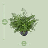 Asplenium Parvati - Ø23cm - ↕55cm Everspring