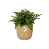 Asplenium Parvati + pot ELHO Vibes Fold 14 cm jaune Everspring
