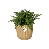 Asplenium Parvati + pot ELHO Vibes Fold 14 cm jaune Everspring