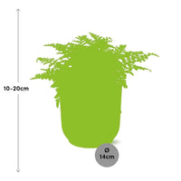 Asplenium Parvati + pot ELHO Vibes Fold 14 cm jaune Everspring
