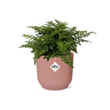Asplenium Parvati + pot ELHO Vibes Fold 14 cm rose - GREEN OASIS - SHOP