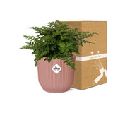 Asplenium Parvati + pot ELHO Vibes Fold 14 cm rose - GREEN OASIS - SHOP