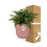 Asplenium Parvati + pot ELHO Vibes Fold 14 cm rose - GREEN OASIS - SHOP