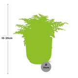 Asplenium Parvati + pot ELHO Vibes Fold 14 cm rose - GREEN OASIS - SHOP