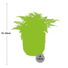 Asplenium Parvati + pot ELHO Vibes Fold 14 cm rose - GREEN OASIS - SHOP