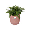 Asplenium Parvati + pot ELHO Vibes Fold 14 cm rose - GREEN OASIS - SHOP
