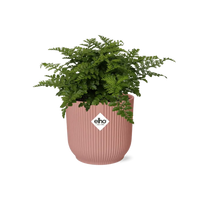 Asplenium Parvati + pot ELHO Vibes Fold 14 cm rose - GREEN OASIS - SHOP