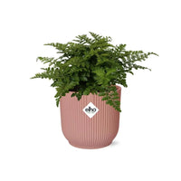 Asplenium Parvati + pot ELHO Vibes Fold 14 cm rose Everspring