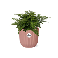 Asplenium Parvati + pot ELHO Vibes Fold 14 cm rose Everspring