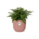Asplenium Parvati + pot ELHO Vibes Fold 14 cm rose Everspring