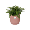 Asplenium Parvati + pot ELHO Vibes Fold 14 cm rose Everspring