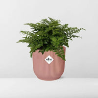 Asplenium Parvati + pot ELHO Vibes Fold 14 cm rose - GREEN OASIS - SHOP