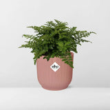 Asplenium Parvati + pot ELHO Vibes Fold 14 cm rose - GREEN OASIS - SHOP