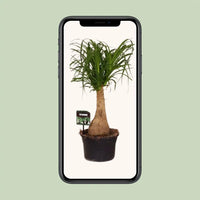 Beaucarnea Nolina - Ø19 ↕60 Everspring