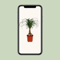 Beaucarnea Nolina - Ø19cm - ↕60cm Everspring