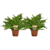 Blechnum Silver Lady - 2 pièces - Ø17cm - ↕50cm - GREEN OASIS - SHOP