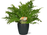 Blechnum Silver Lady - Ø17cm - ↕50cm + Pot Brussels D18x17cm - anthracite - GREEN OASIS - SHOP