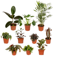 Boîte MIX de plantes pour extérieur - Ø12cm - 10x Everspring