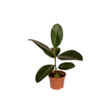 Boîte MIX de plantes pour extérieur - Ø12cm - 10x Everspring