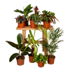 Boîte MIX de plantes pour extérieur - Ø12cm - 10x Everspring