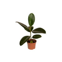 Boîte MIX de plantes pour extérieur - Ø12cm - 8x Everspring