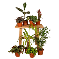 Boîte MIX de plantes pour extérieur - Ø12cm - 8x Everspring