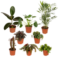 Boîte MIX de plantes pour extérieur - Ø12cm - 8x Everspring
