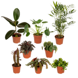 Boîte MIX de plantes pour extérieur - Ø12cm - 8x Everspring