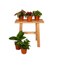 Boîte surprise - Ø12cm - ↕25cm - x5 Everspring