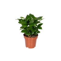 Boîte surprise - Ø12cm - ↕25cm - x5 Everspring