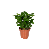 Boîte surprise - Ø12cm - ↕25cm - x5 Everspring