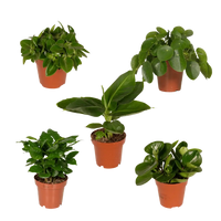 Boîte surprise - Ø12cm - ↕25cm - x5 Everspring