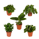 Boîte surprise - Ø12cm - ↕25cm - x5 Everspring