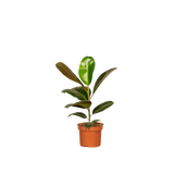 Boîte surprise - Ø12cm - ↕25cm - x6 Everspring