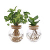 Bolglas Duo Clusia/Syngonium Vert - 2 pièces - Ø12cm - ↕30cm - GREEN OASIS - SHOP
