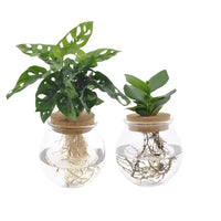 Bolglas Duo Monstera Adansonii/Clusia - 2 pièces - Ø12cm - ↕30 cm - GREEN OASIS - SHOP