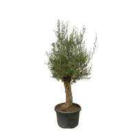 Bonsaï Olea Europaea - 250cm - Ø65 - GREEN OASIS - SHOP