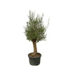 Bonsaï Olea Europaea - 250cm - Ø65 - GREEN OASIS - SHOP