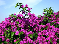 Bougainvillier Sanderiana Piramide - 1 pièce - Ø17cm - ↕70cm - GREEN OASIS - SHOP Plantes vertes originales livrées à votre domicile